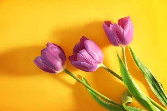 canva beautiful lilac tulips on yellow background MAD9apuDjY4