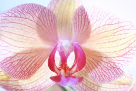 canva beautiful orchid flower close up MAD Q5FSd7s