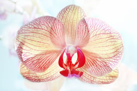 canva beautiful orchid flower close up MAD Qzuy Tc