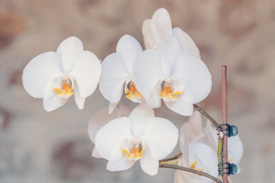 canva beautiful orchid flowers MAEPn1qOq7g