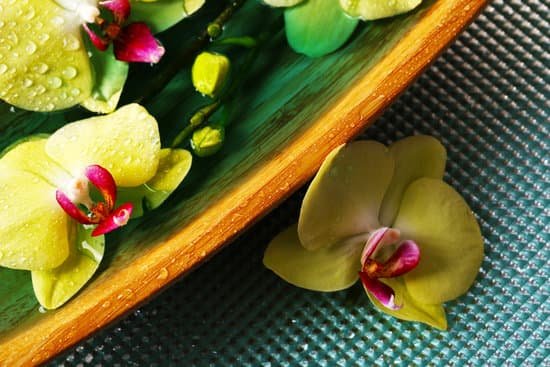 canva beautiful orchid flowers in water close up MAD MJ uFIo