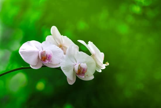 canva beautiful orchid flowers on blurred nature background MAD Q0Pfdew