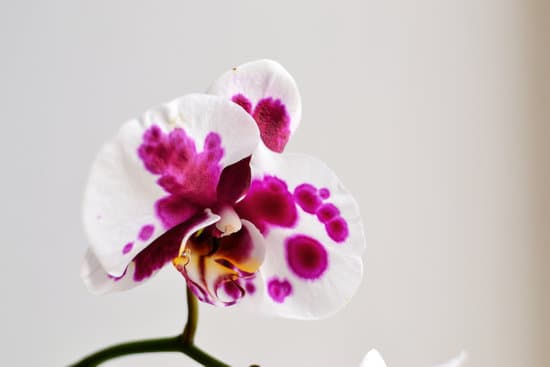 canva beautiful orchid on a white background isolated. MAENXfNiPOw