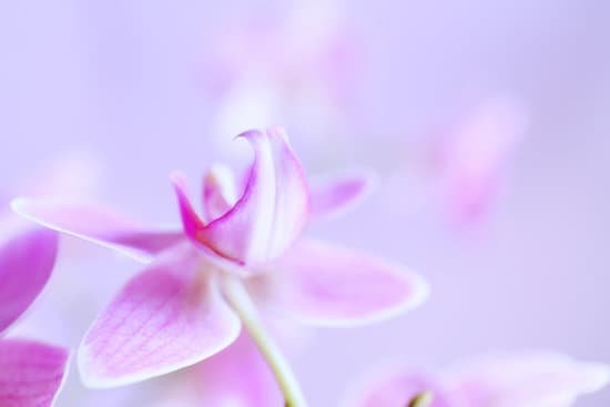 canva beautiful orchid on blurred background MAD Q4fnZB4