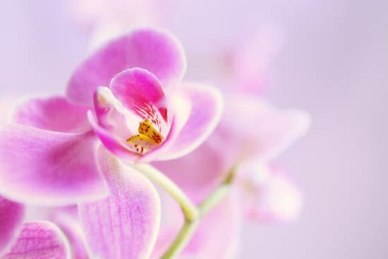 canva beautiful orchid on blurred background MAD QwnLypM