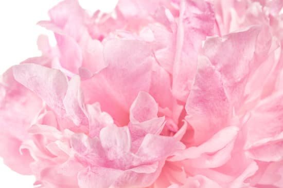 canva beautiful peony flower MAD9bTjWab4