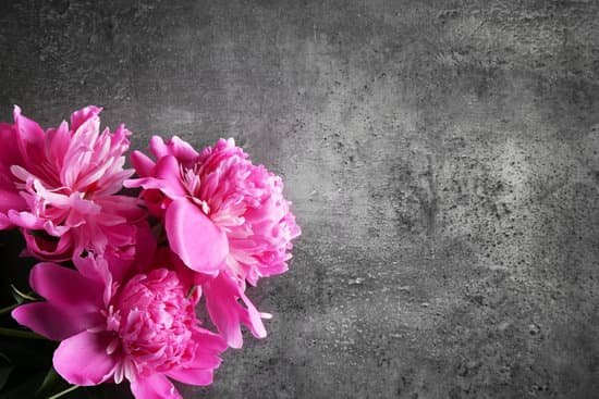 canva beautiful peony flowers on dark textured background MAD Q9fhz3c