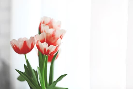 canva beautiful pink and white tulips closeup MAD Qa7MT s