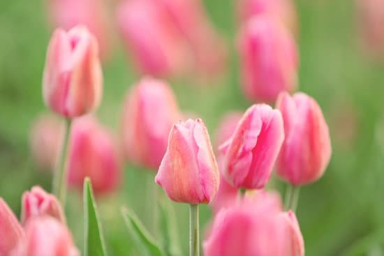 canva beautiful pink blooming tulips close up MAD QrTgbT0