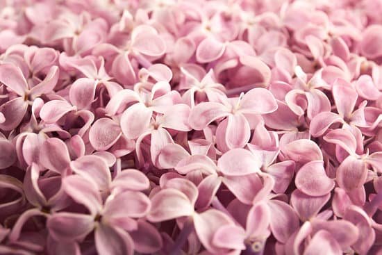 canva beautiful pink lilac background MAD QyNWK8k