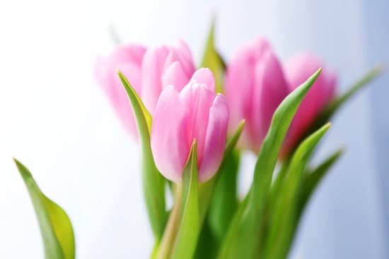 canva beautiful pink tulips MAD MEpfLDU