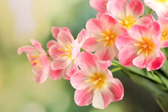 canva beautiful pink tulips on blurred background MAD9aeMe7cI
