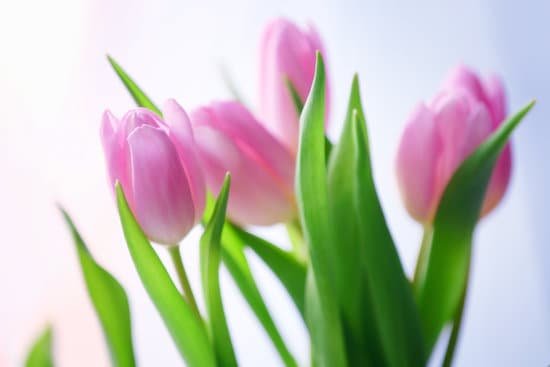 canva beautiful pink tulips on light background MAD MGKTvf8