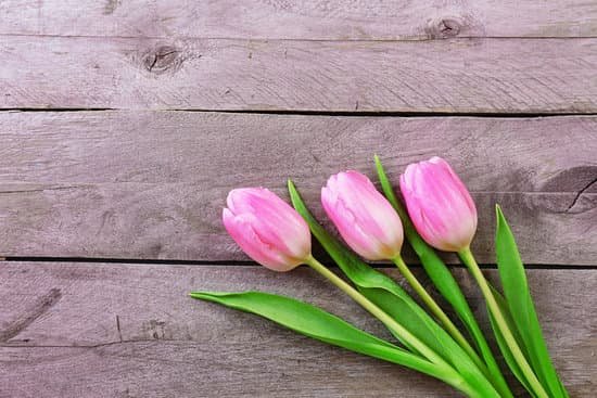 canva beautiful pink tulips on wooden planks background MAD MCrEYN0