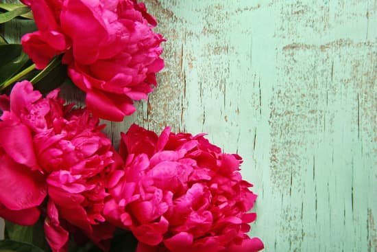 canva beautiful red peony flowers on wooden background MAD Q0FXdCc