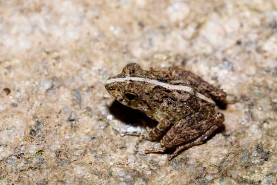 canva beautiful small frog boophis madagascar wildlife