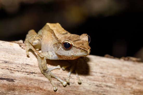 canva beautiful small frog boophis rhodoscelis madagascar MAEQYNGcRJ4