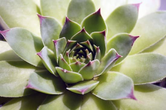 canva beautiful succulent plant MAD MkUnUYg