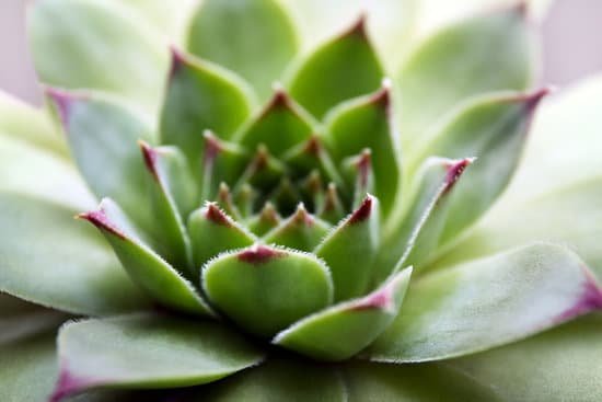 canva beautiful succulent plant close up MAD MssoFnQ