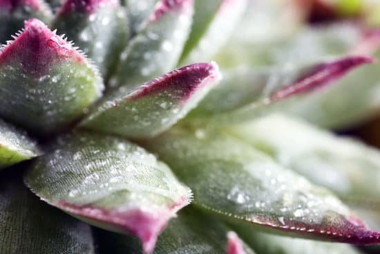 canva beautiful succulent plant with water drops close up MAD MkoCvqU