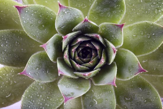 canva beautiful succulent plant with water drops close up MAD Mpko4oA