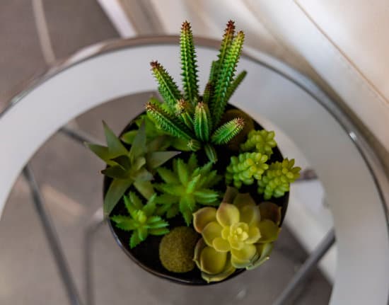 canva beautiful succulent plants in a pot MAEYJRe7gy4