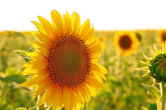 canva beautiful sunflower field MAD Q5aCi24