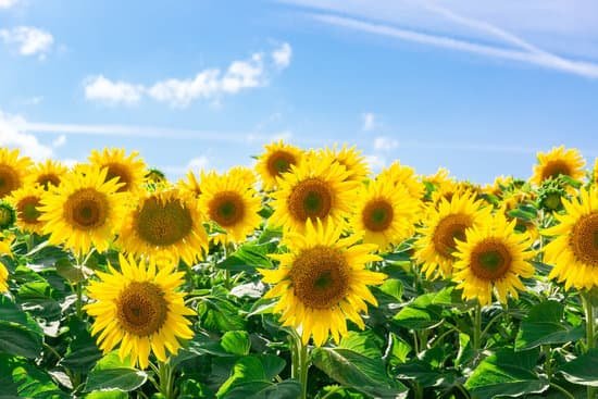canva beautiful sunflower field MAEEwrkM1bI