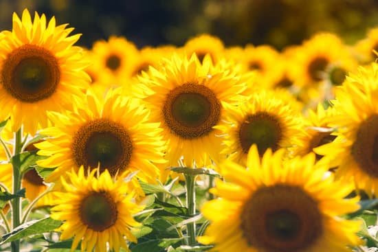 canva beautiful sunflowers in the field MAD6vFGtroU