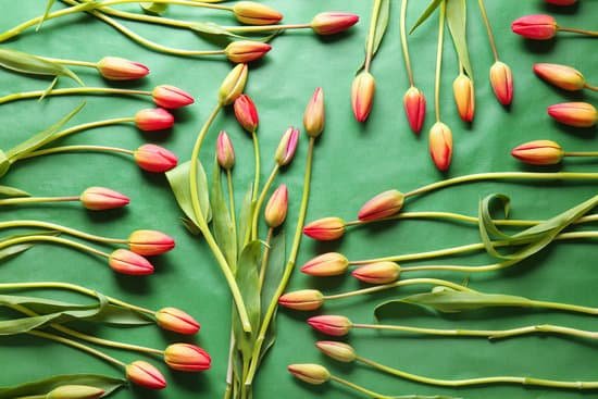canva beautiful tulip flowers on a green background MAD9akcqHIQ