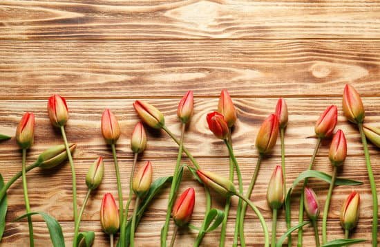 canva beautiful tulip flowers on wooden background MAD9aopvbwk