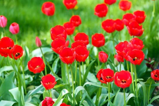 canva beautiful tulips blooming in garden MAD McXsZdY