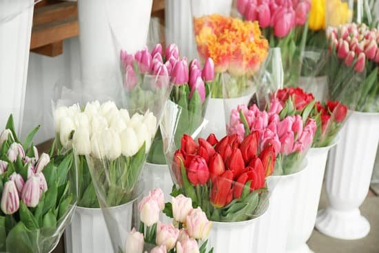 canva beautiful tulips for sale outdoors MAD9afI84 w