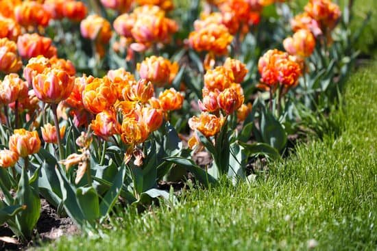 canva beautiful tulips in botanical garden MAD QljLzGU