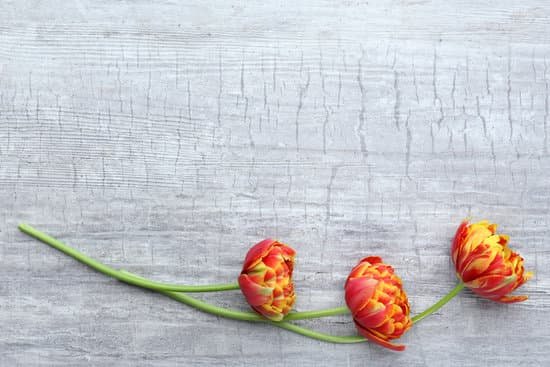 canva beautiful tulips on a table MAD MbuVwNQ