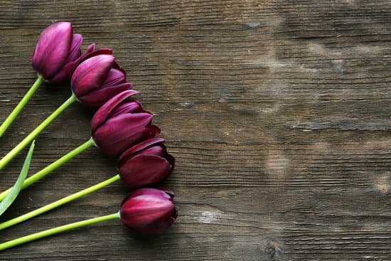 canva beautiful violet tulips on a wooden table MAD MS9UglQ