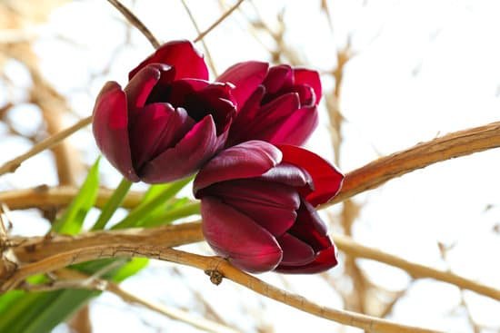 canva beautiful violet tulips on branch MAD