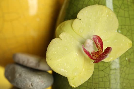 canva beautiful wet yellow orchid MAD MCZaVtU