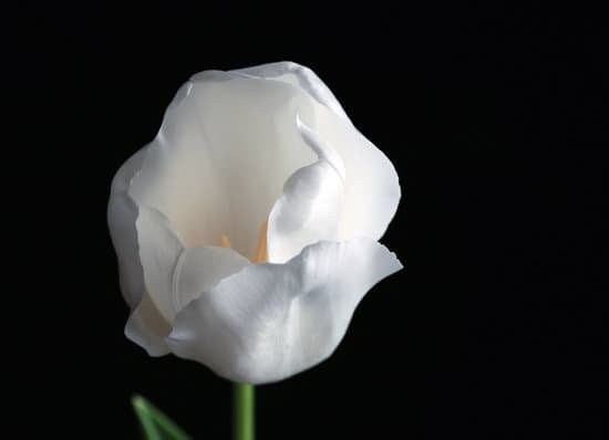 canva beautiful white tulip on black background MAD MKBpZv8
