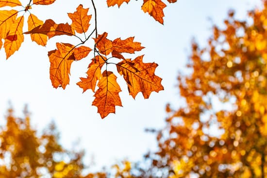 canva beautiful yellow autumn oak leaves on a tree MAEgs2XoNro