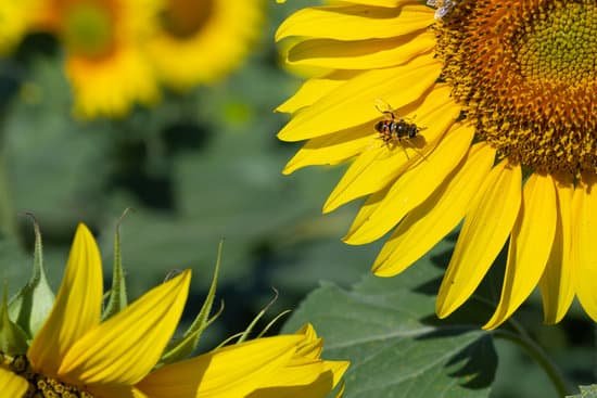 canva bee in sunflower plant MAEAzHJu1A4