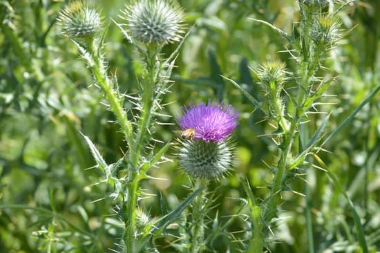 canva bee on a thistle MAEFj5mlHjU