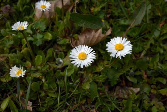 canva bellis perennis MADDTjfSXu8