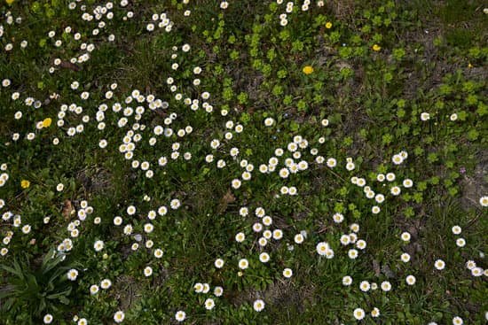 canva bellis perennis MADDTtFjN6M