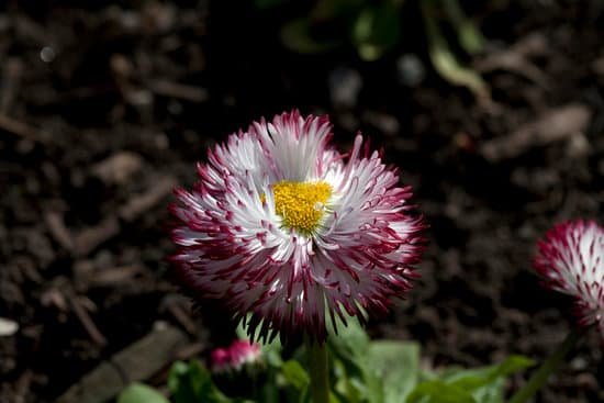 canva bellis perennis pomponette bicolour MADZUBFiMWY