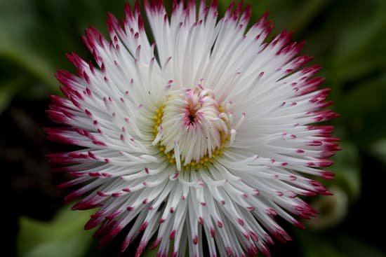 canva bellis perennis pomponette bicolour MADZUEOm 8c