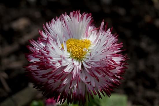 canva bellis perennis pomponette bicolour MADZUJ76hpQ