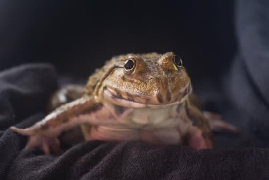 canva big frog on black background MAEQecvozYs