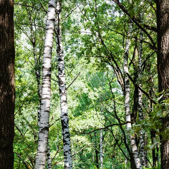 canva birch and oak trees MADBWTIsnd4