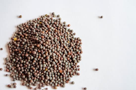 canva black mustard seeds MAC